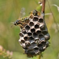 Feldwespe (Polistes sp.)